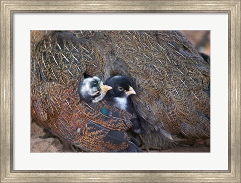 Framed Mother hen guarding two little chicks, Orissa, India Print