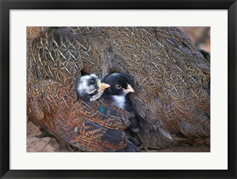 Framed Mother hen guarding two little chicks, Orissa, India Print