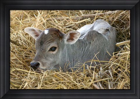 Framed Baby Calf, Cow, Farm Animal, Orissa, India Print