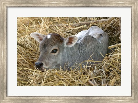 Framed Baby Calf, Cow, Farm Animal, Orissa, India Print