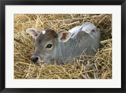 Framed Baby Calf, Cow, Farm Animal, Orissa, India Print