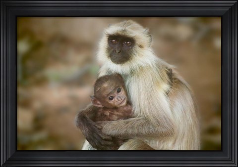 Framed Black-Face Langur Mother and Baby, Ranthambore National Park, Rajasthan, India Print