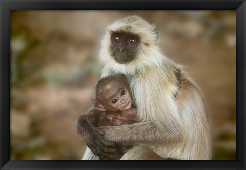 Framed Black-Face Langur Mother and Baby, Ranthambore National Park, Rajasthan, India Print