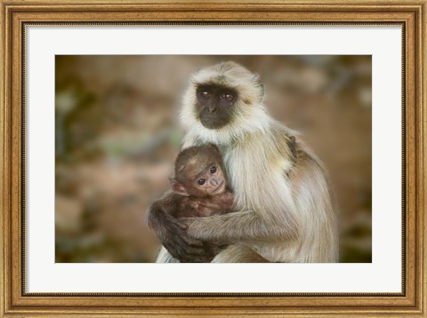 Framed Black-Face Langur Mother and Baby, Ranthambore National Park, Rajasthan, India Print