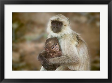 Framed Black-Face Langur Mother and Baby, Ranthambore National Park, Rajasthan, India Print