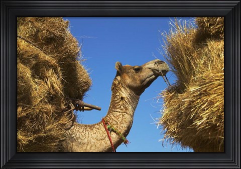 Framed Camel Carrying Straw, Pushkar, Rajasthan, India Print