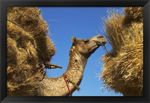 Framed Camel Carrying Straw, Pushkar, Rajasthan, India Print