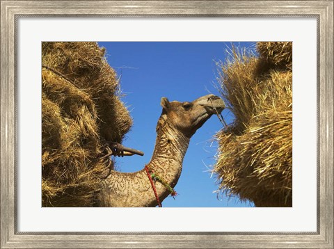 Framed Camel Carrying Straw, Pushkar, Rajasthan, India Print