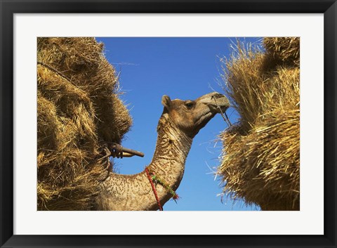 Framed Camel Carrying Straw, Pushkar, Rajasthan, India Print