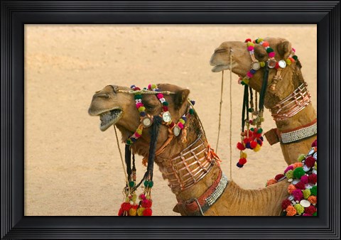 Framed Decorated Camel in the Thar Desert, Jaisalmer, Rajasthan, India Print