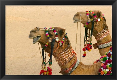 Framed Decorated Camel in the Thar Desert, Jaisalmer, Rajasthan, India Print