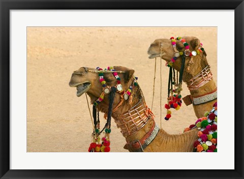 Framed Decorated Camel in the Thar Desert, Jaisalmer, Rajasthan, India Print