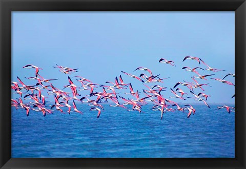 Framed Lesser Flamingo tropical bird, Lake Chilka, Barkul, Orissa Print