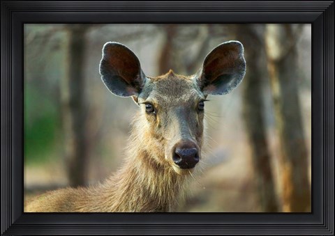 Framed Sambar in Ranthambore National Park, Rajasthan, India Print
