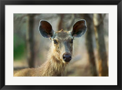 Framed Sambar in Ranthambore National Park, Rajasthan, India Print