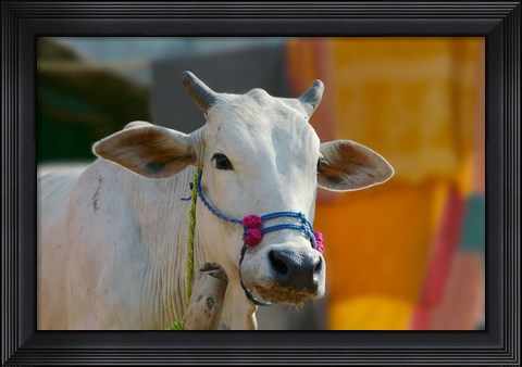 Framed White cows, Farm Animal, Kansamari area, Orissa, India Print