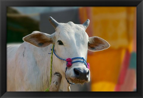 Framed White cows, Farm Animal, Kansamari area, Orissa, India Print