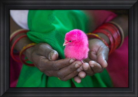 Framed Woman and Chick Painted with Holy Color, Orissa, India Print