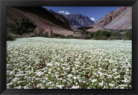 Framed India, Ladakh, Suru, White flower blooms Print