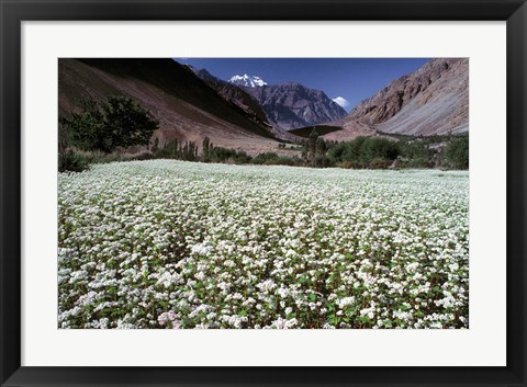 Framed India, Ladakh, Suru, White flower blooms Print