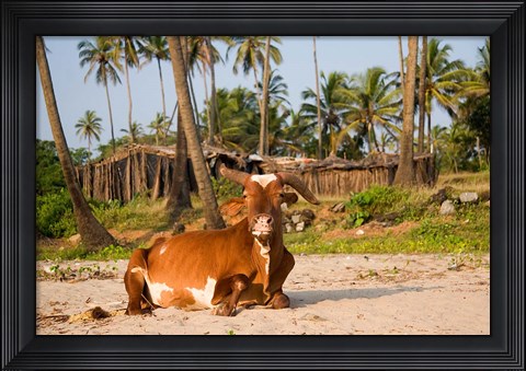 Framed Goa, India. A lazy cow resting on Vagator Beach Print