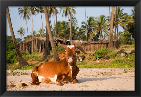 Framed Goa, India. A lazy cow resting on Vagator Beach Print