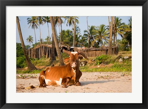 Framed Goa, India. A lazy cow resting on Vagator Beach Print