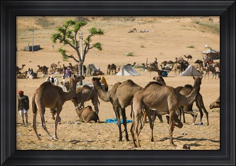 Framed Camel Market, Pushkar Camel Fair, India Print