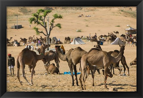 Framed Camel Market, Pushkar Camel Fair, India Print