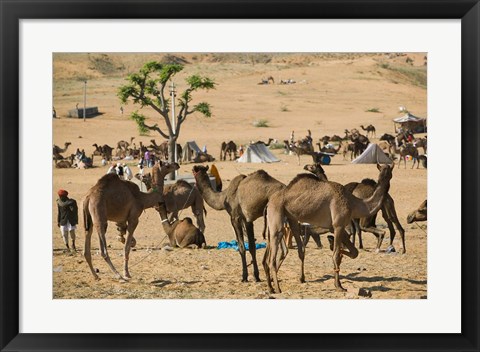 Framed Camel Market, Pushkar Camel Fair, India Print