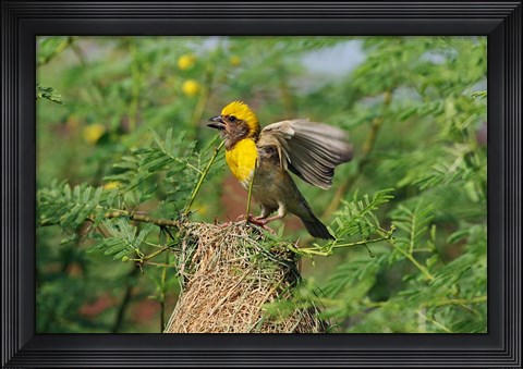 Framed Baya Weaver bird, Keoladeo National Park, India Print