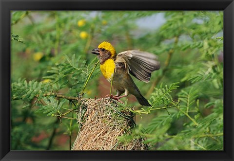 Framed Baya Weaver bird, Keoladeo National Park, India Print