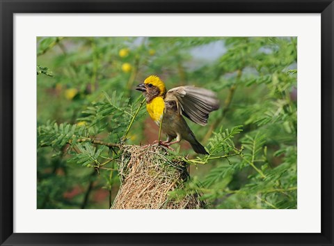 Framed Baya Weaver bird, Keoladeo National Park, India Print