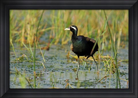 Framed Bronze-winged Jacana bird, Keoladeo NP, India Print