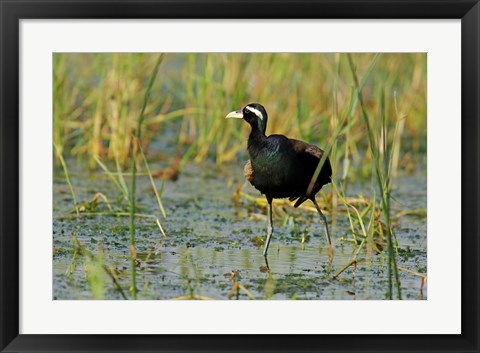 Framed Bronze-winged Jacana bird, Keoladeo NP, India Print