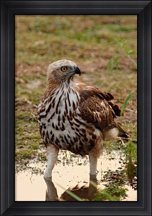 Framed Changeable Hawk Eagle, Corbett National Park, India Print