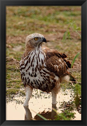 Framed Changeable Hawk Eagle, Corbett National Park, India Print