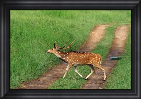 Framed Chital Stag, Corbett National Park, India Print