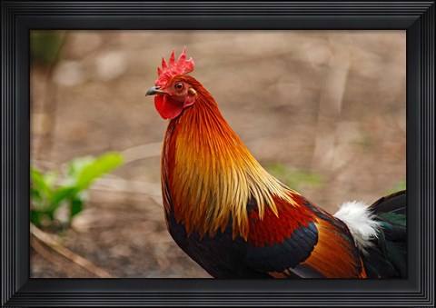 Framed Close up of Red Jungle Fowl, Corbett National Park, India Print