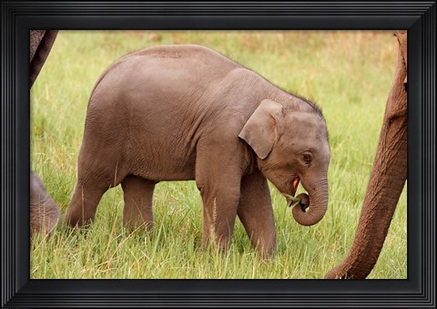 Framed Indian Elephant calf,Corbett National Park, India Print