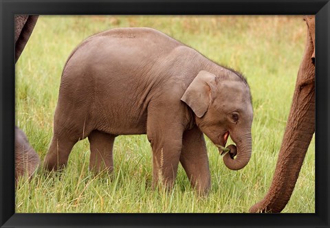 Framed Indian Elephant calf,Corbett National Park, India Print