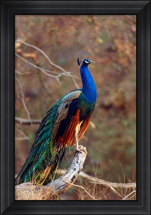 Framed Indian Peacock, Ranthambhor National Park, India Print