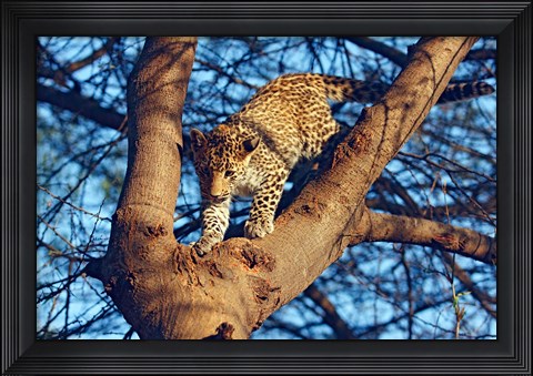 Framed Leopard wildlife, Ranthambhor National Park, India Print