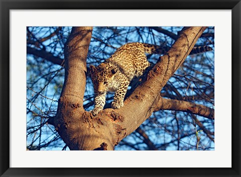 Framed Leopard wildlife, Ranthambhor National Park, India Print