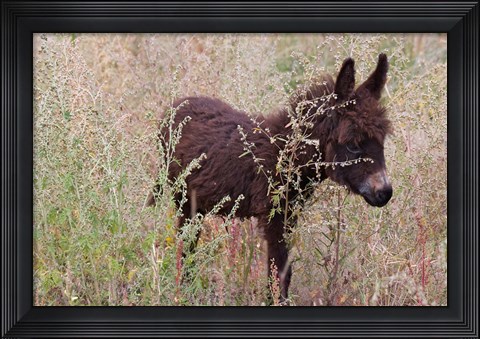 Framed Little Donkey, Leh, Ladakh, India Print