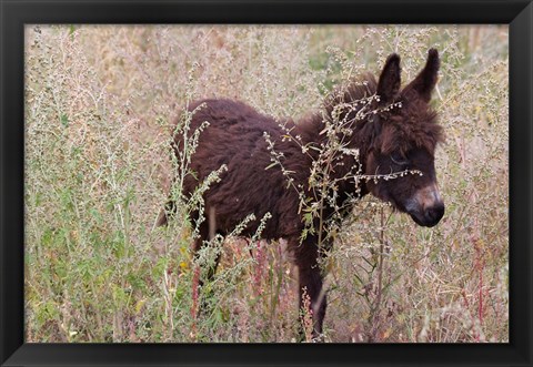 Framed Little Donkey, Leh, Ladakh, India Print