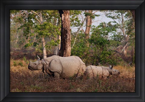 Framed One-horned Rhinoceros and young, Kaziranga National Park, India Print