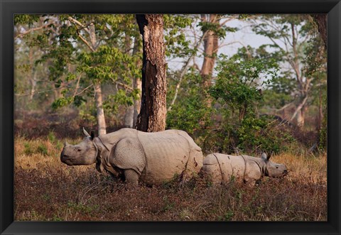 Framed One-horned Rhinoceros and young, Kaziranga National Park, India Print