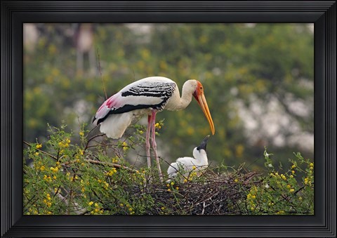 Framed Painted Stork birds, Keoladeo National Park, India Print