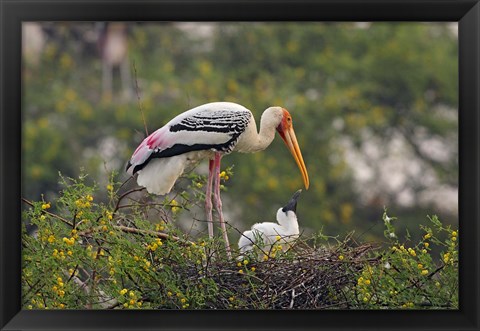 Framed Painted Stork birds, Keoladeo National Park, India Print